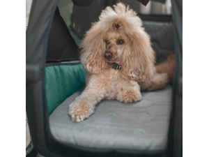 Psí pelíšek Thule Bexey L